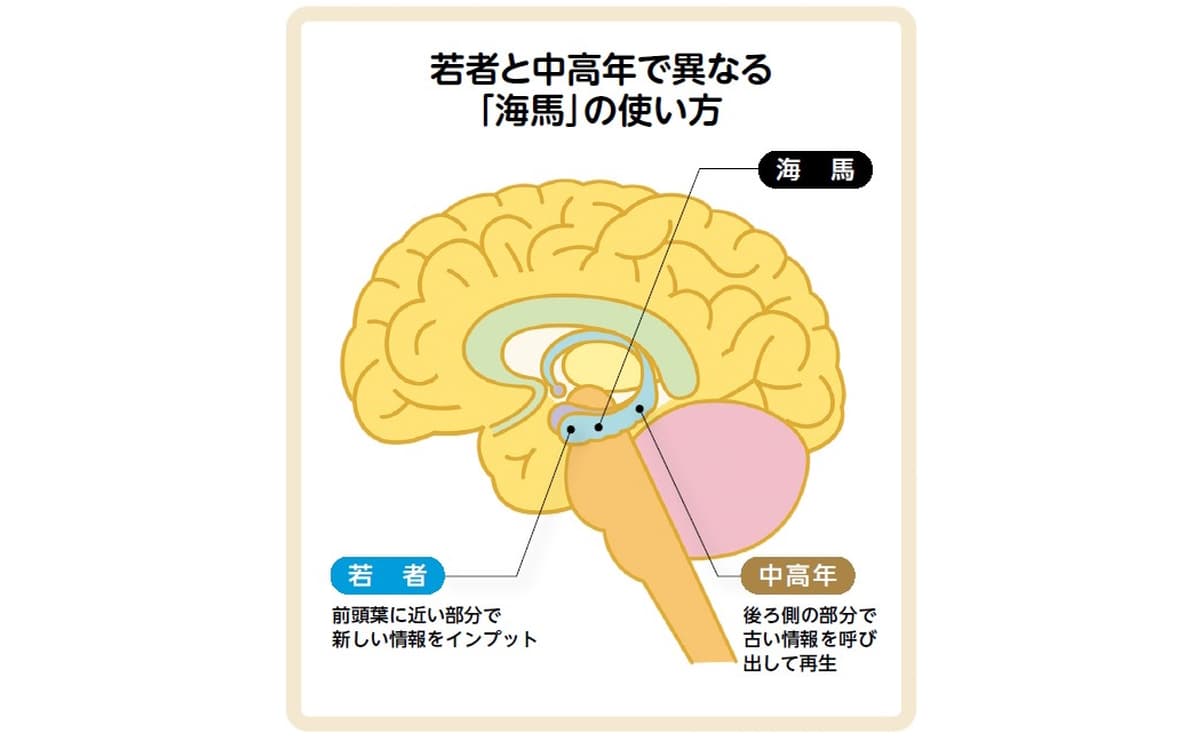 海馬の使い方の違い