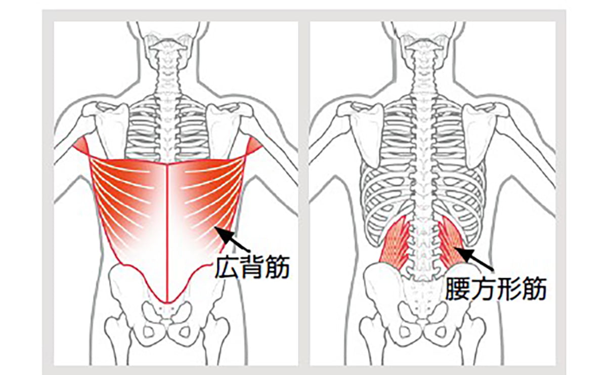 広背筋&腰方形筋