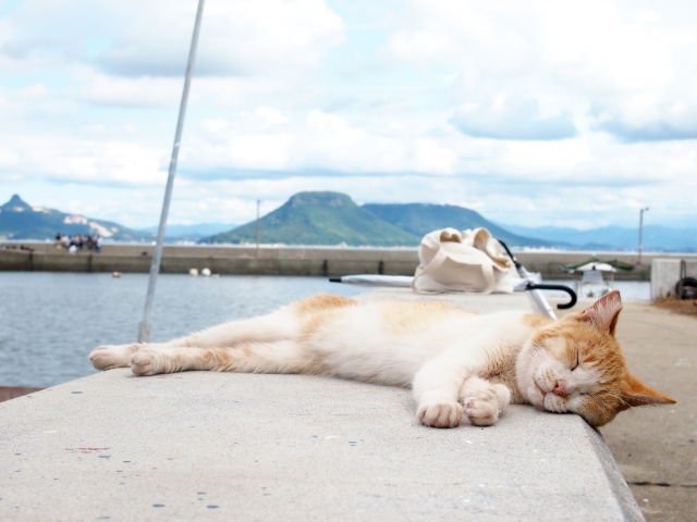 猛暑を克服する「最強の食事法」